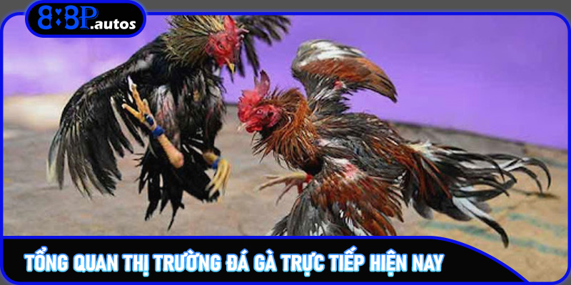 Tổng quan thị trường đá gà trực tiếp hiện nay