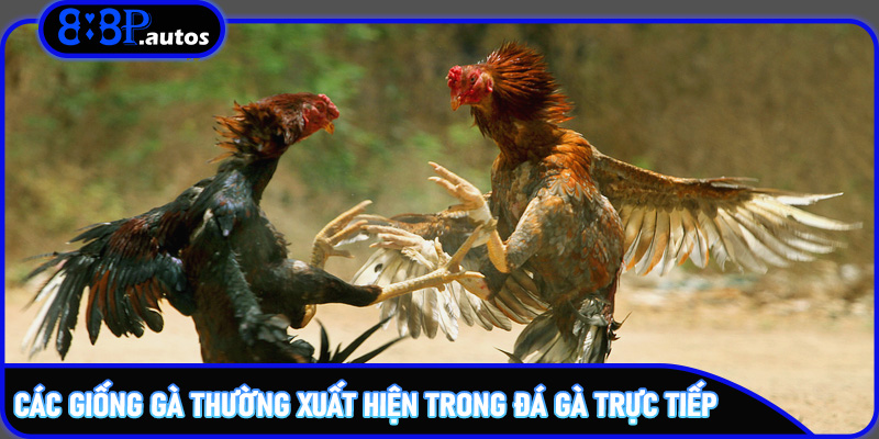 Các giống gà thường xuất hiện trong đá gà trực tiếp