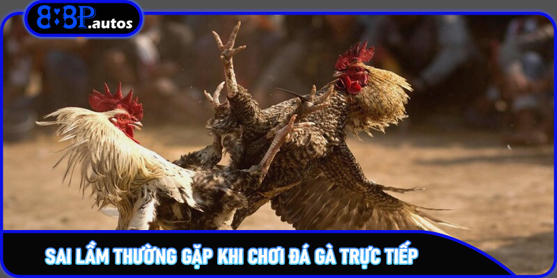 Sai lầm thường gặp khi chơi đá gà trực tiếp