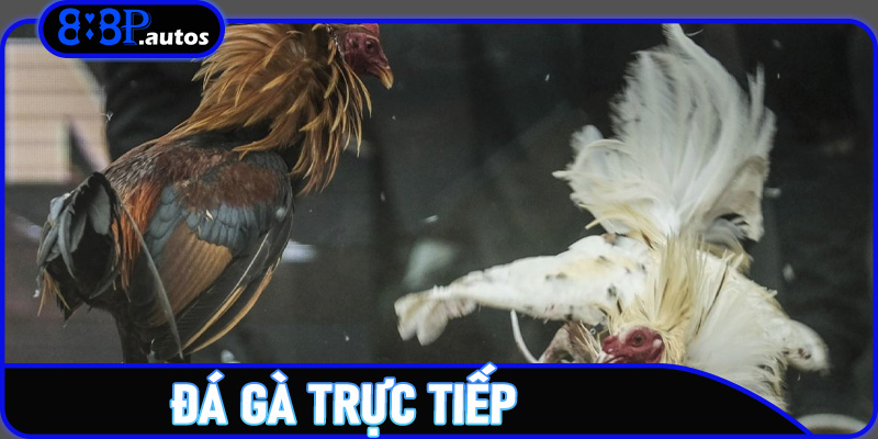 Đá Gà Trực Tiếp – Sân Chơi Cược Nhanh, Thắng Đậm Cùng 888P